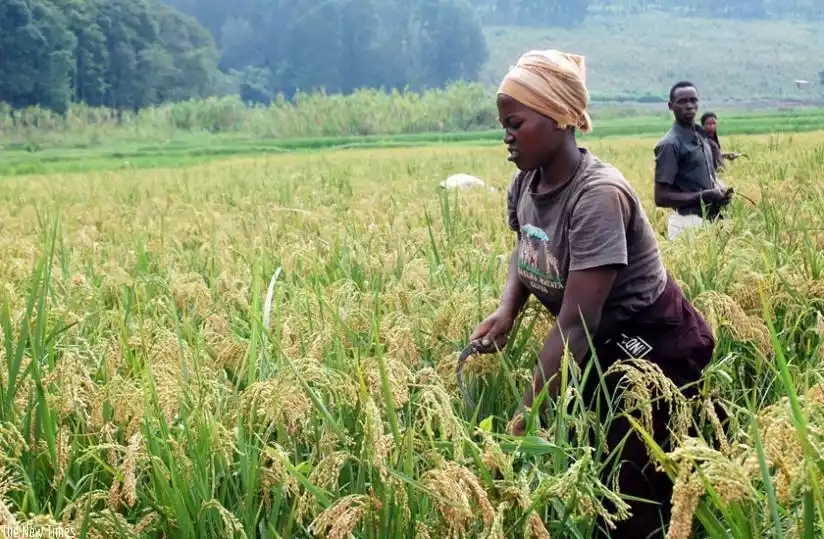 La politique agricole de Kigali : une entrave au droit de propriété ?