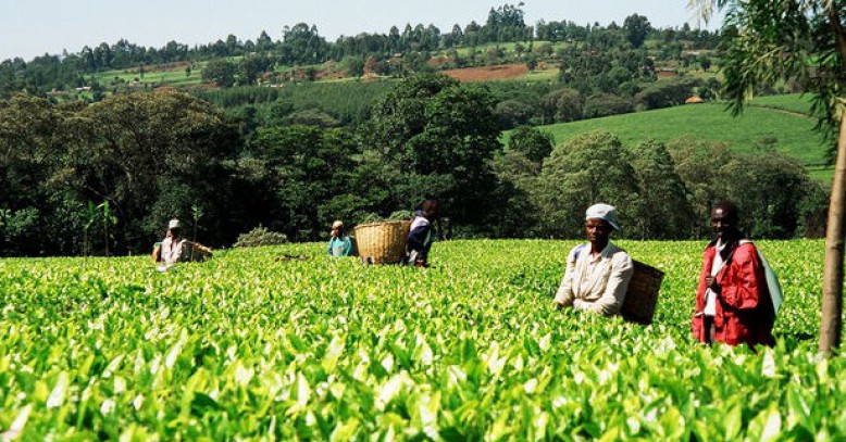 Quand la libéralisation de la filière thé améliore la production